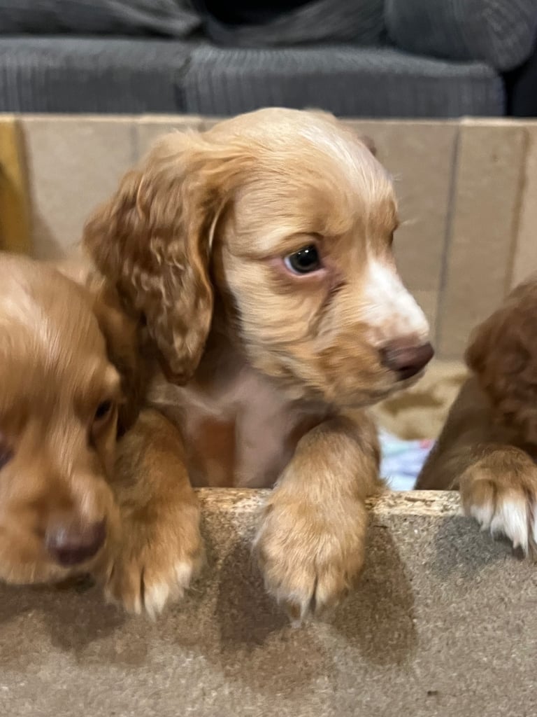 Gorgeous Sprocker pups