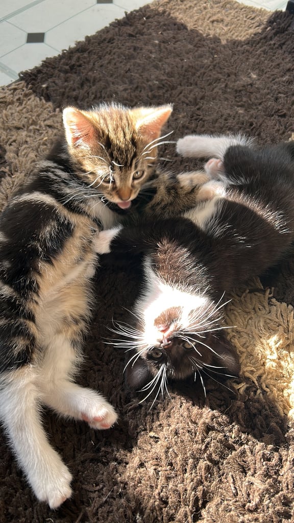 3 beautiful girl kitten
