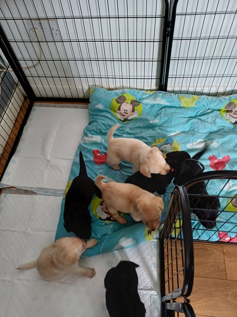 Beautiful labrador retreiver puppies