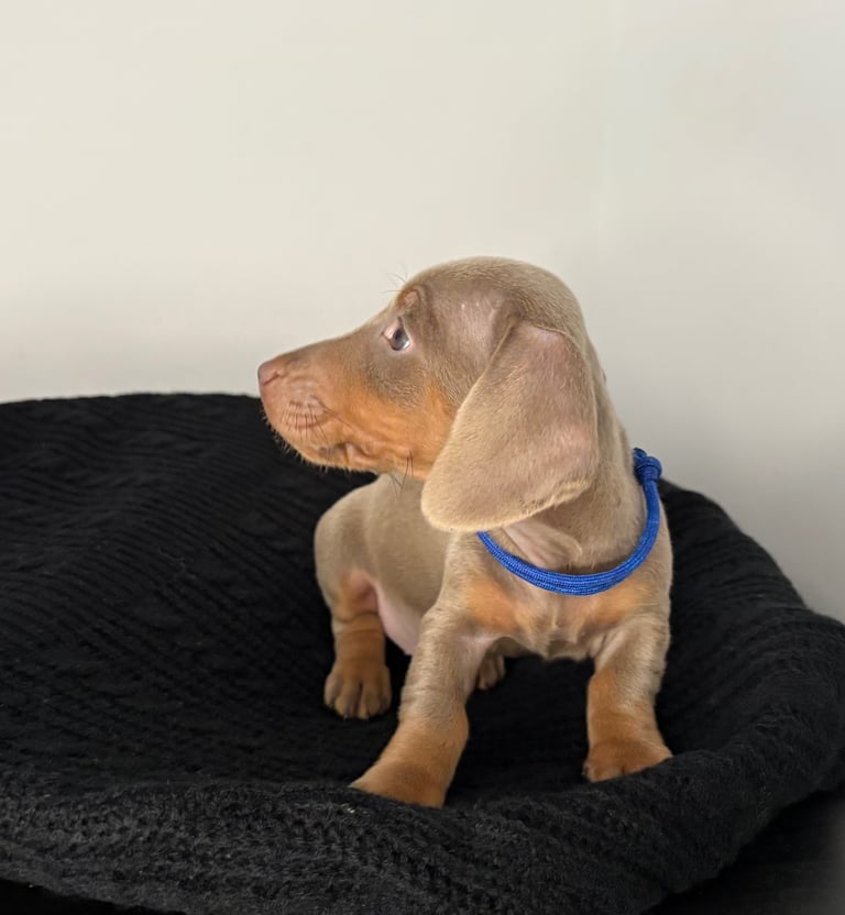 Miniature Dachshund Puppies 
