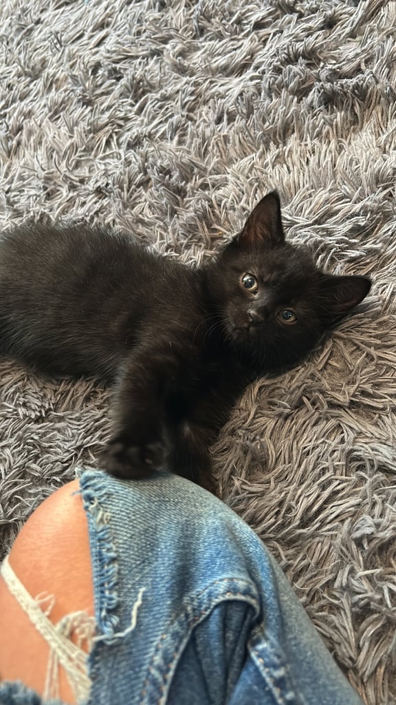 8 week old girl and boy kitten 🐈‍⬛ 