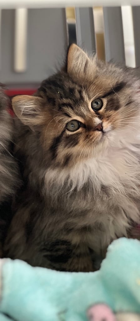 SIBERIAN KITTEN
