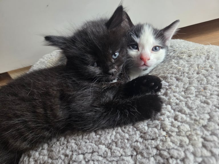 Female Kittens