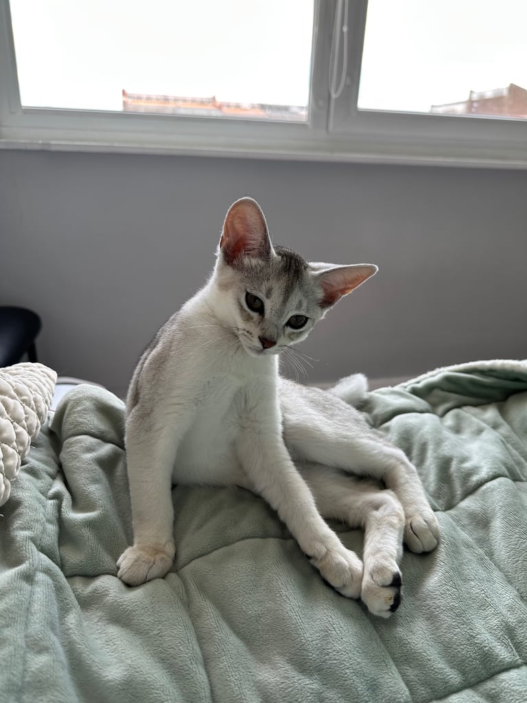 Abyssinian Cats Kittens for Sale in England Gumtree