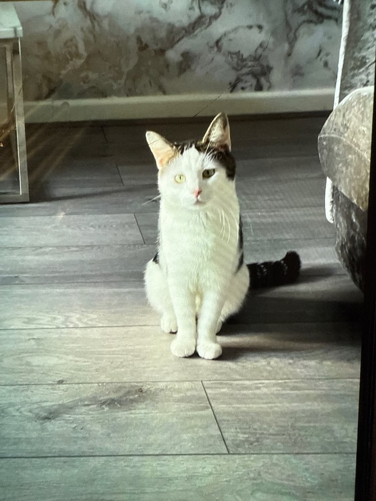 Cat for sale