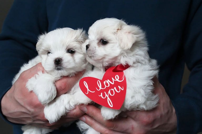 Gorgeous Tiny Maltese Puppies