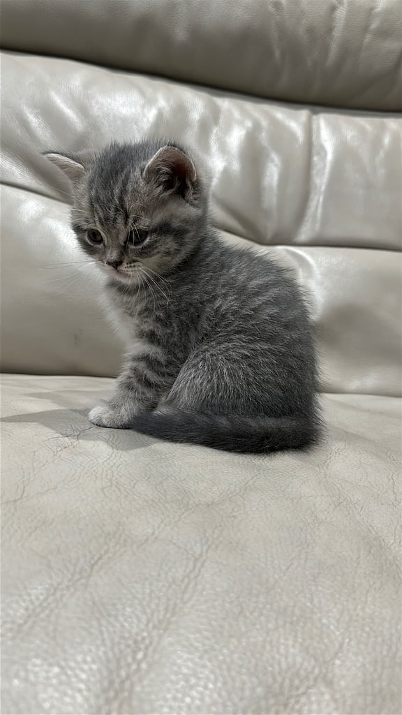 British short hair kittens shorthair