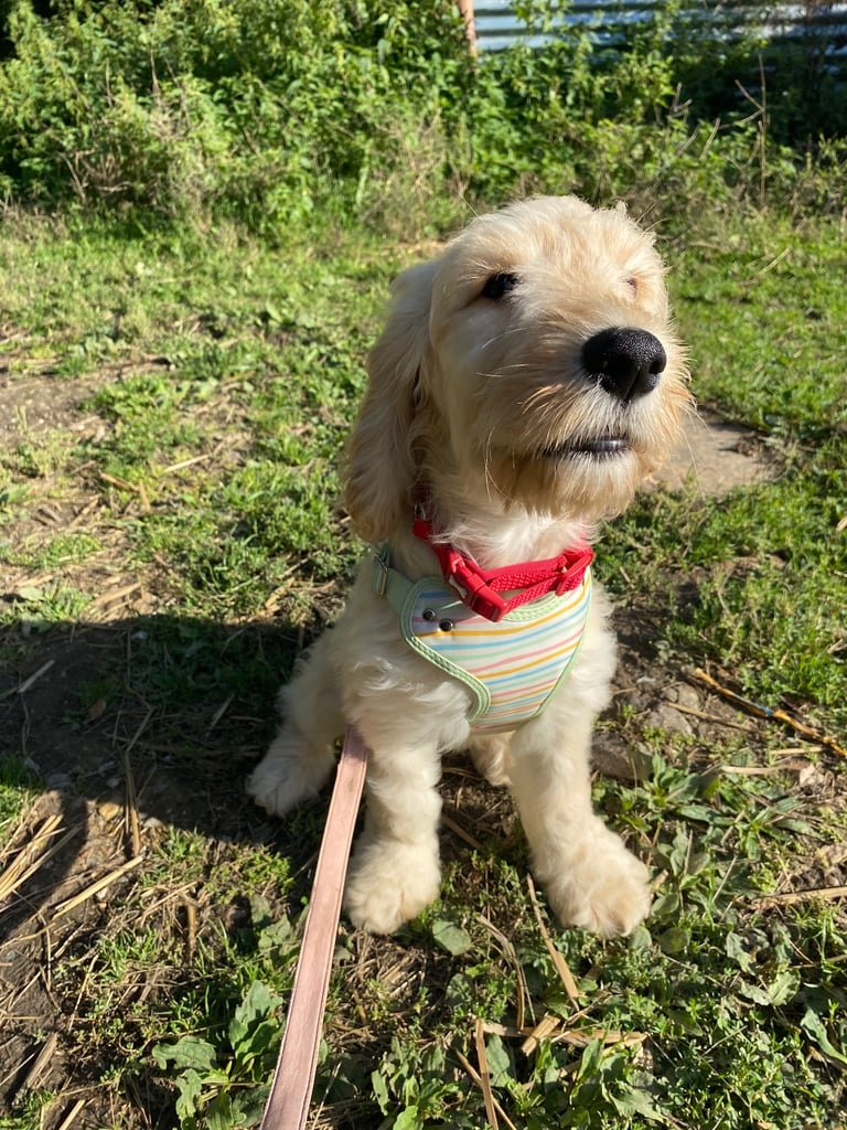  Beautiful Cocker doodle female puppy