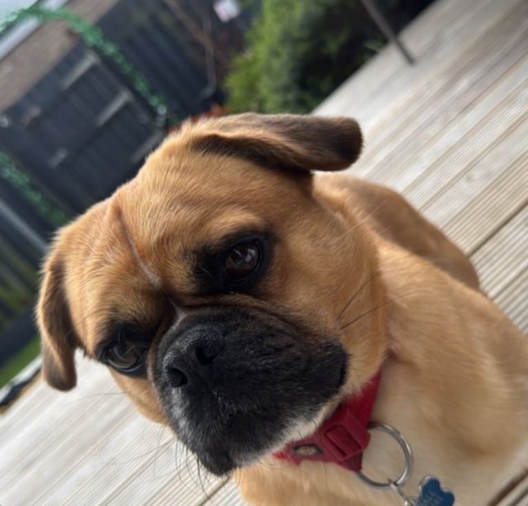 Pug for rehome 