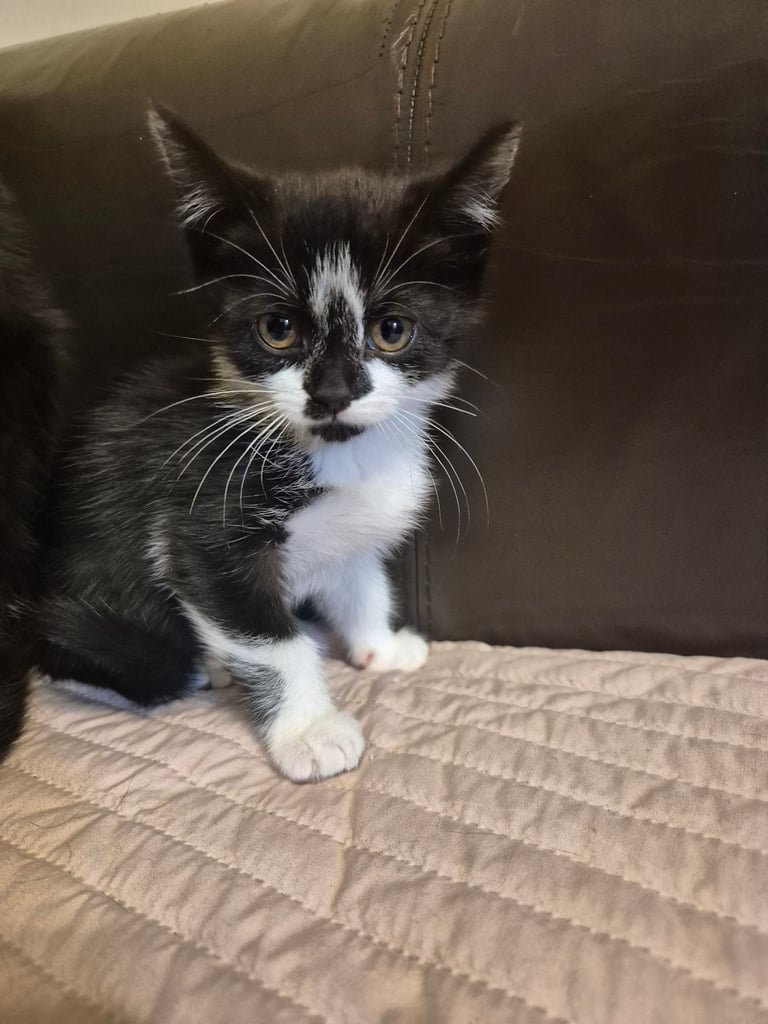 3 gorgeous female kittens. urgent. £45