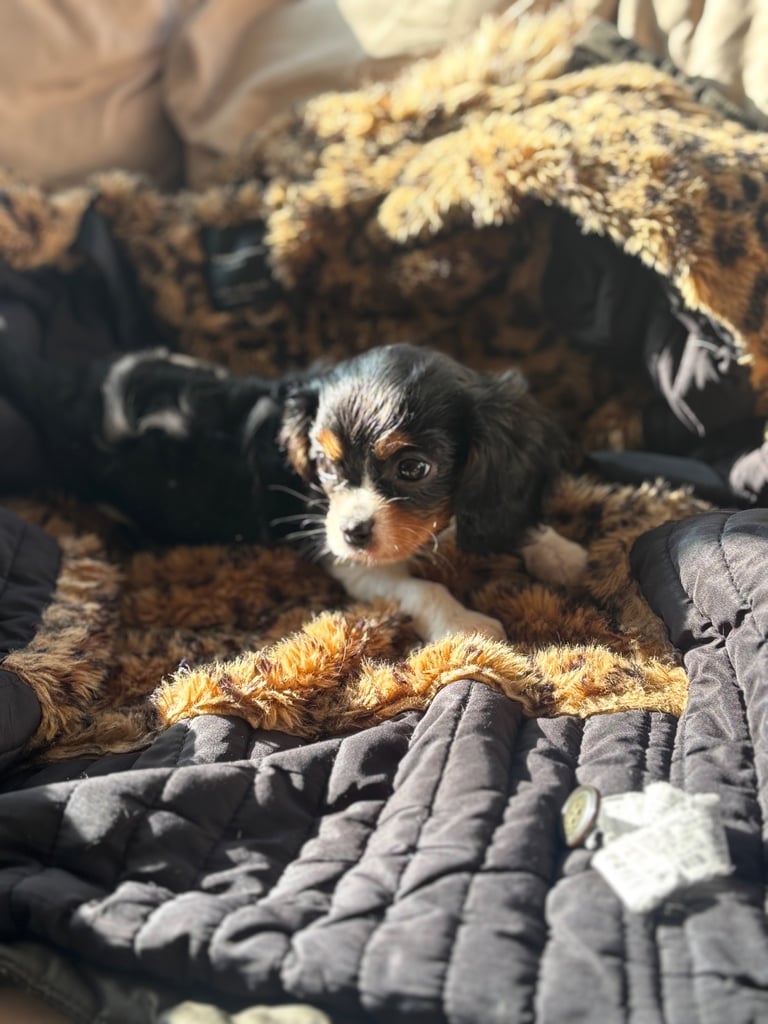 Cavalier King Charles 