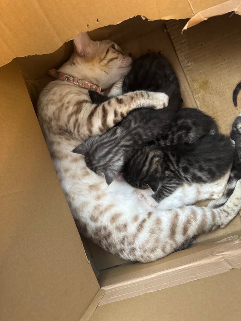 Maine coon cross Bengal kittens ready now 