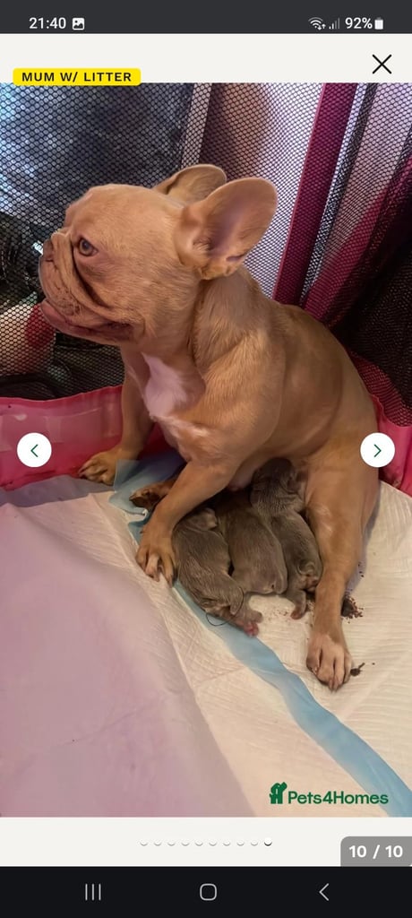image for 2 female fluffy frencies