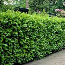 Cherry Laurel Hedging Plants (Prunus Novita) 2L pots 40-60cm tall
