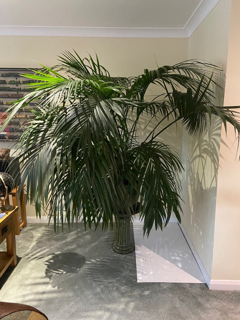 Stunning Kentia Palm - Excellent Condition