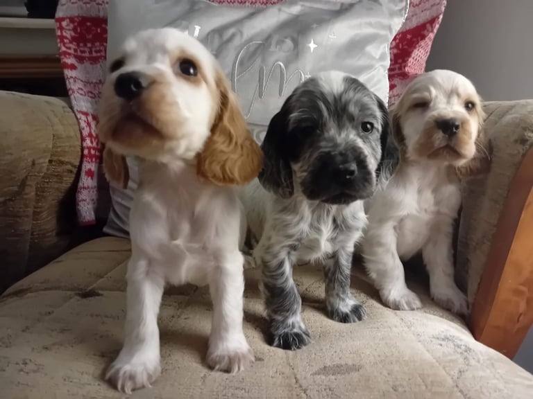 Cocker Spaniel Dogs Puppies for Sale Gumtree