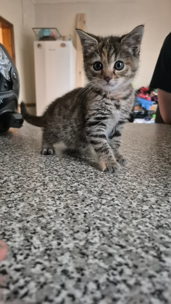 Kitten female