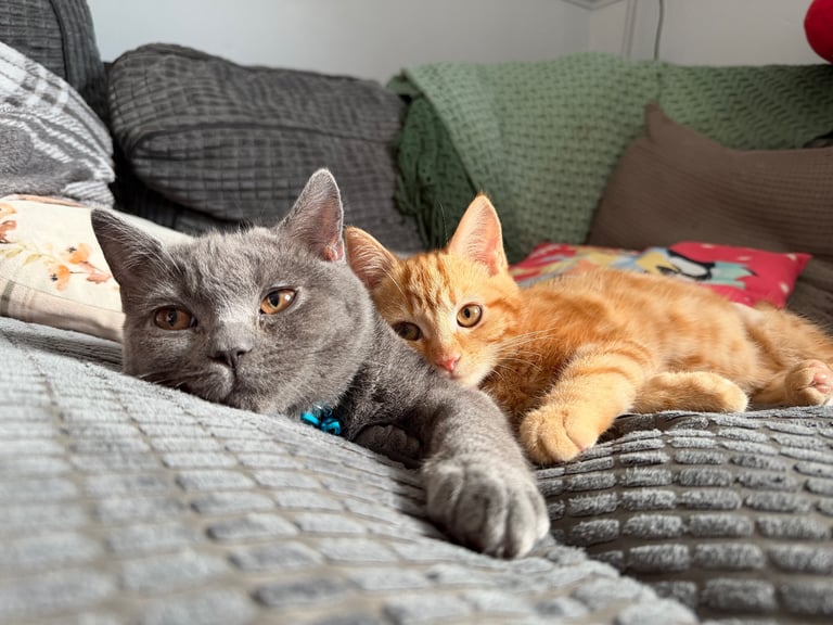 British Shorthair & Ginger Tabby Kittens 