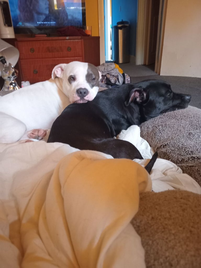 image for Snow pocketpitbull female rehome