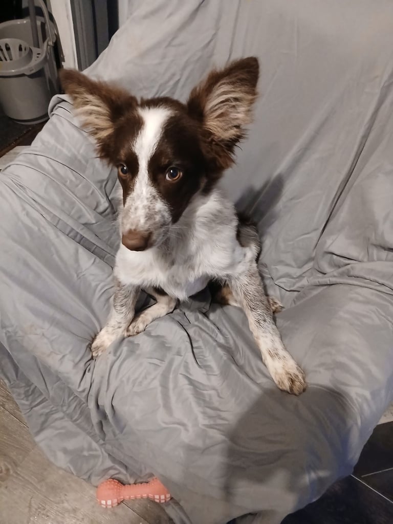 image for Collie puppy