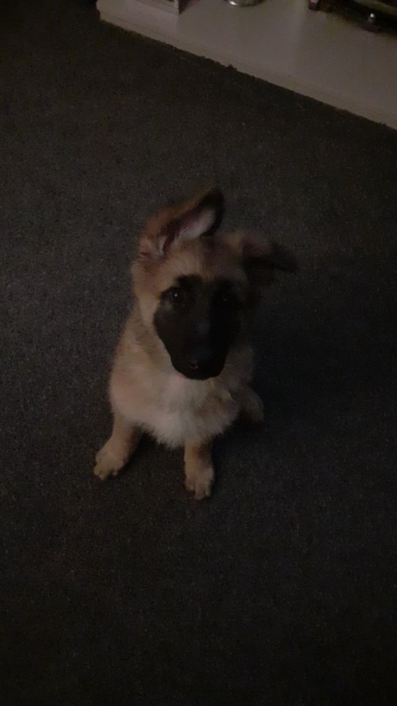Pure pedigree gsd puppies 