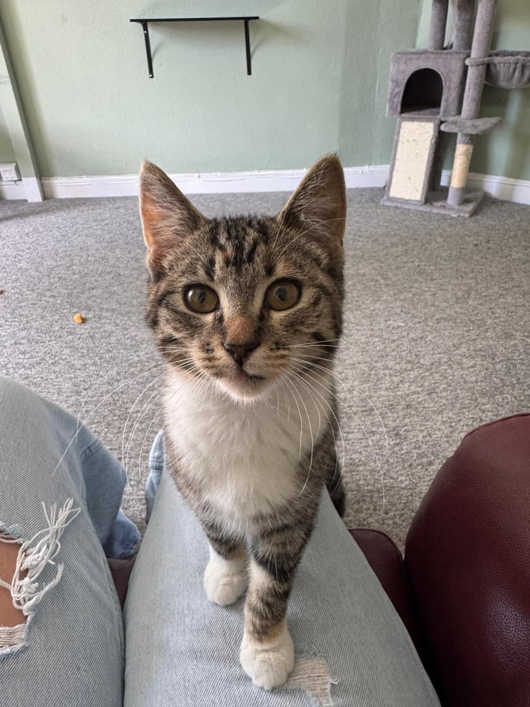 2 female cats. 1 year old 