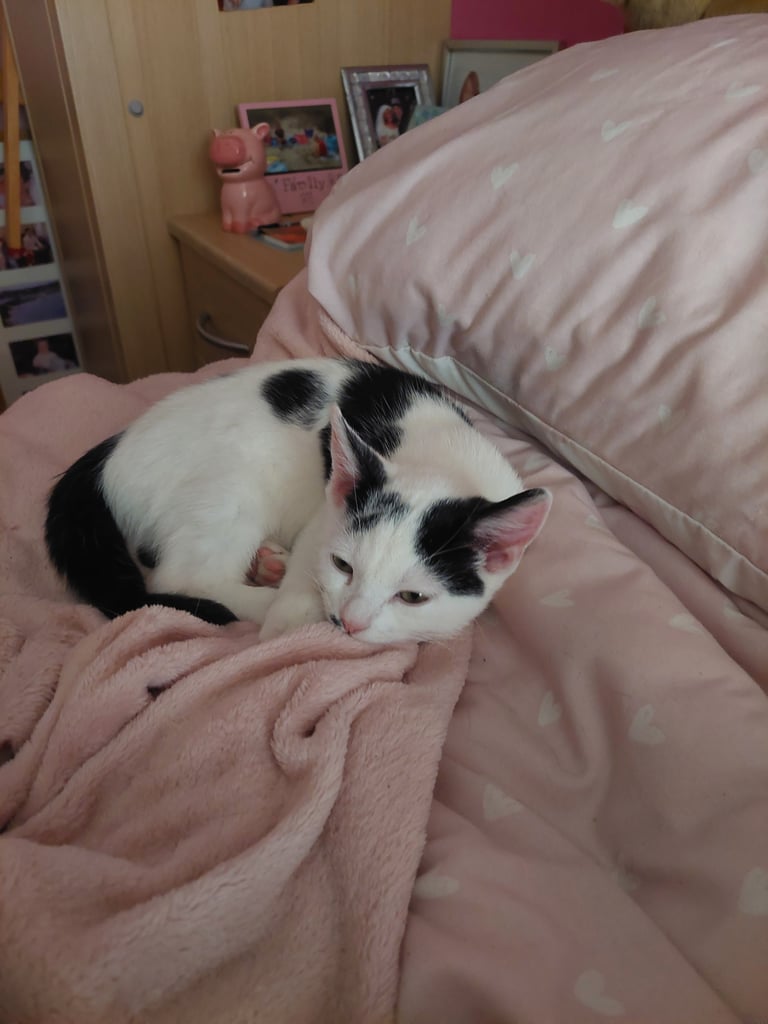 image for 13 week black and white male kitten