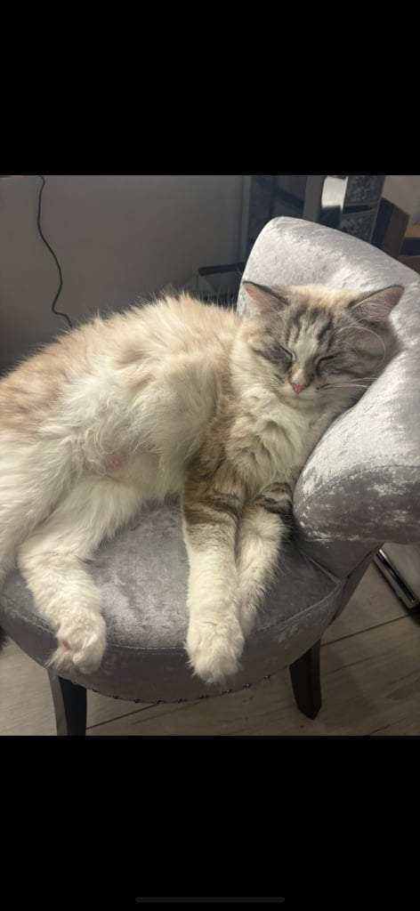 ragdoll x persian last boy available 