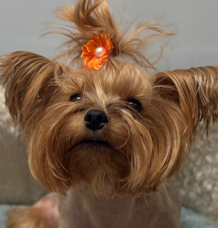 Yorkshire terrier puppy 
