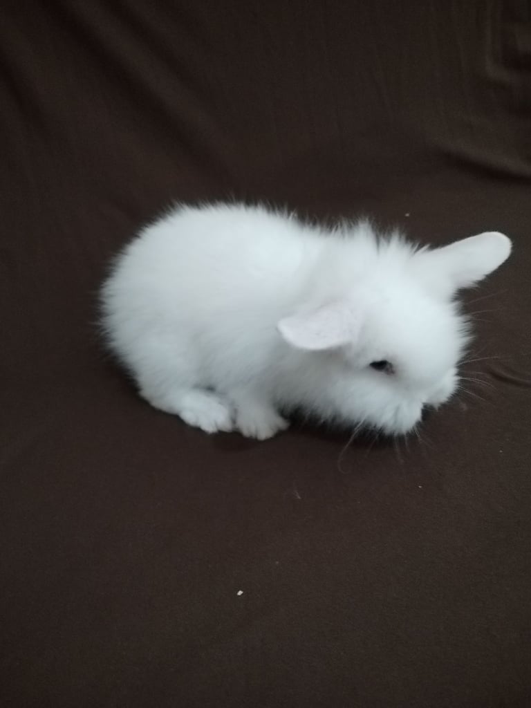 Double line had baby rabbit 