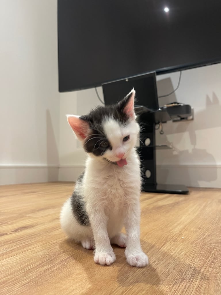 ADORABLE friendly male kitten 