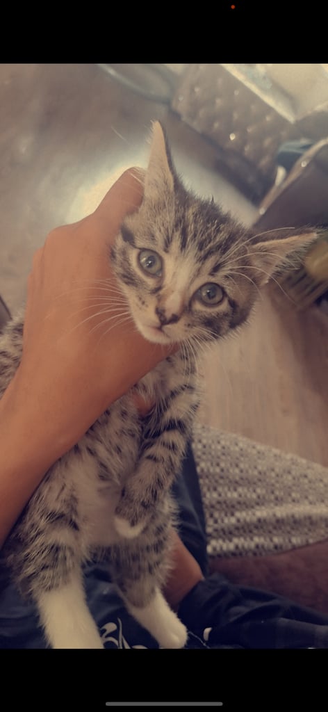 Adorable female kitten 