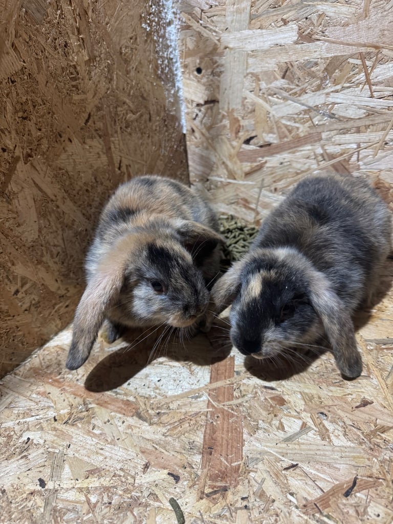 Rabbits for sale 