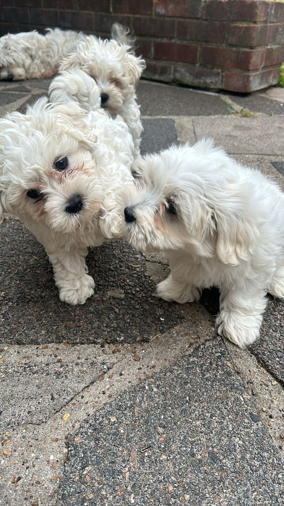 Bichon Frise 