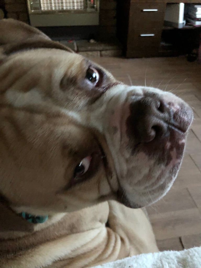 Old english bulldogge