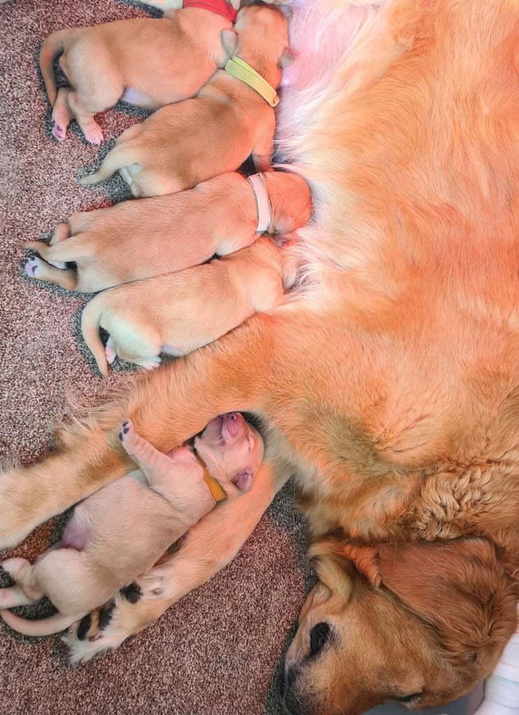 Golden retriever puppies