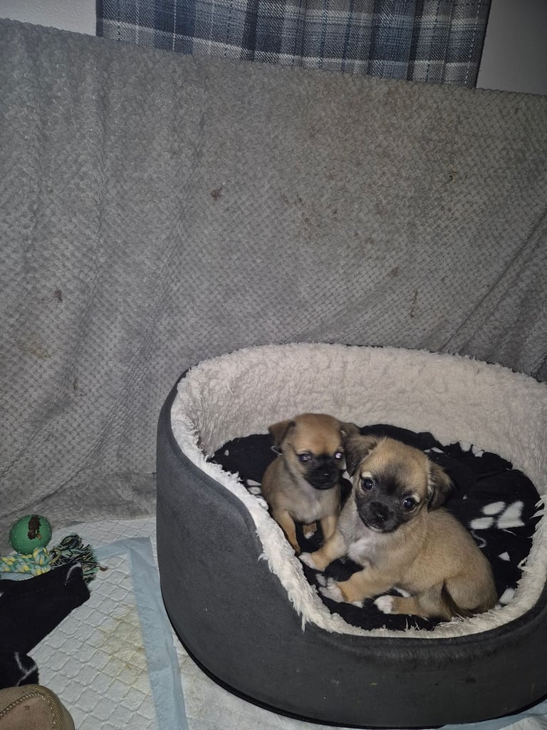 Chug puppies (only 3 left)