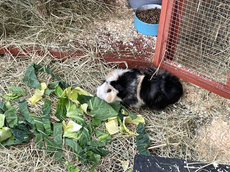 image for 2 male guinea pigs 