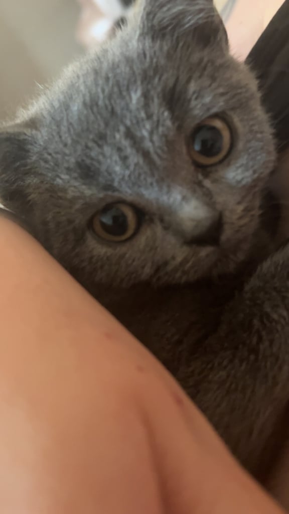 Kitten British shorthair 1 boy 1 girl left 