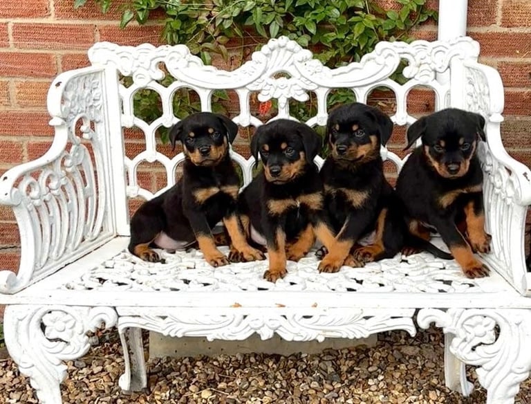 Rottweiler puppies perfect chunky family companions