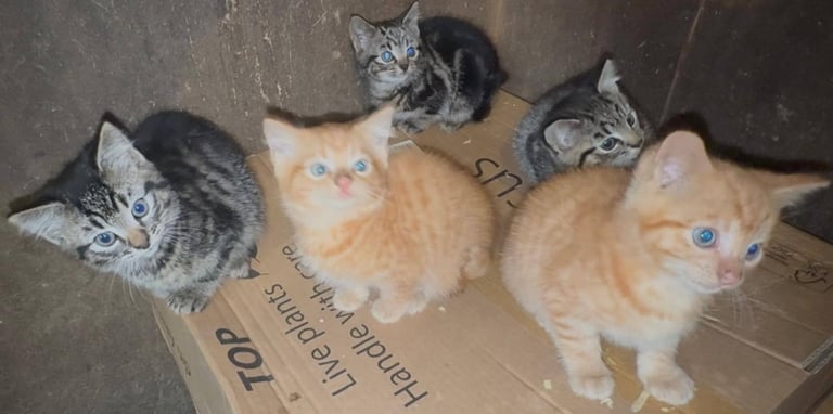 Pretty stable kittens for sale