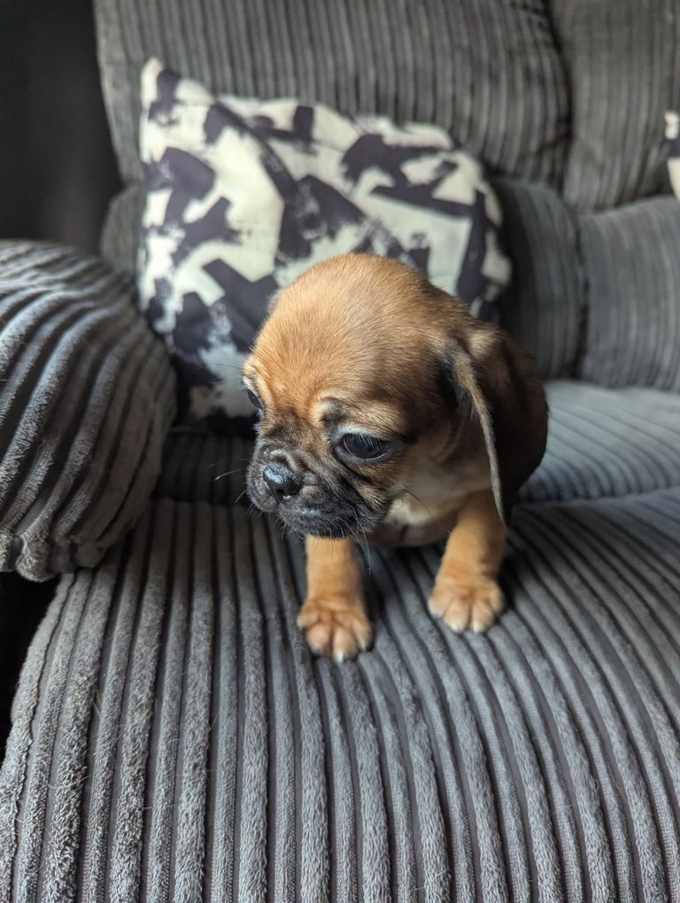Pug cross puppies