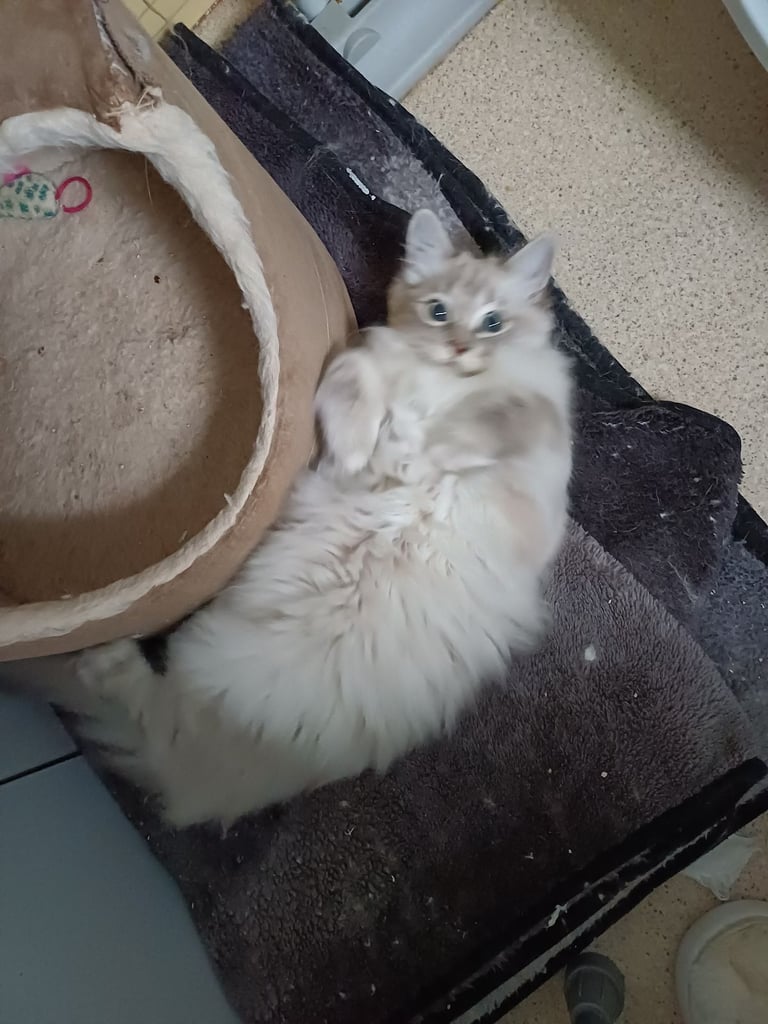 Rehome 5 month old Ragdoll/MaineCoon