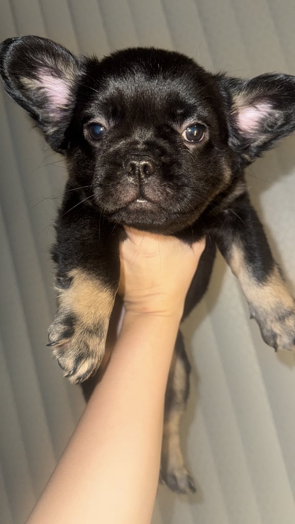  Visual Fluffy French Bulldog