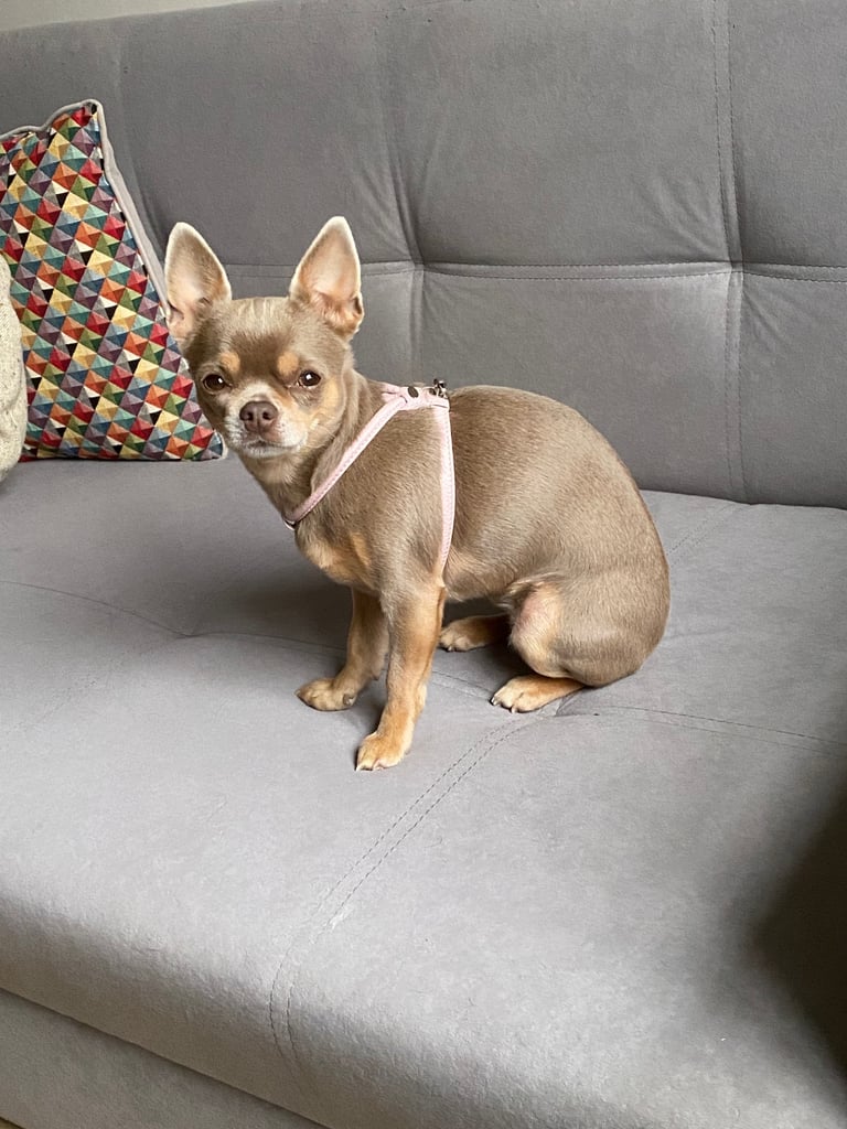 Dog harness, real leather Clementine