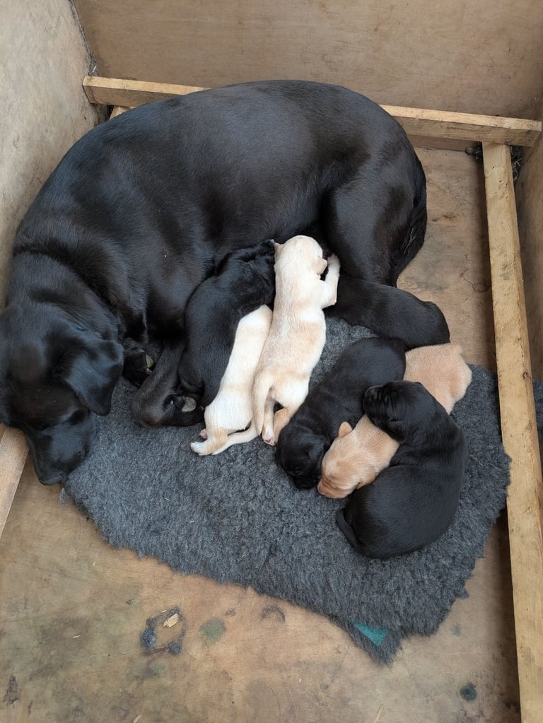 Labrador puppies 