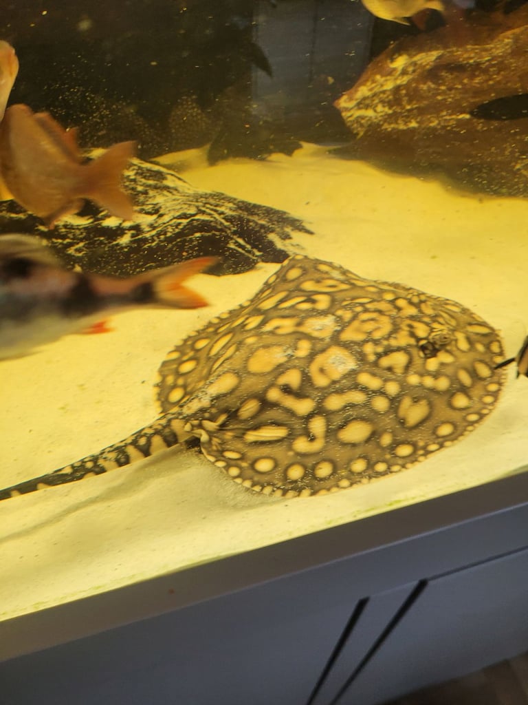 image for Pair of stingrays