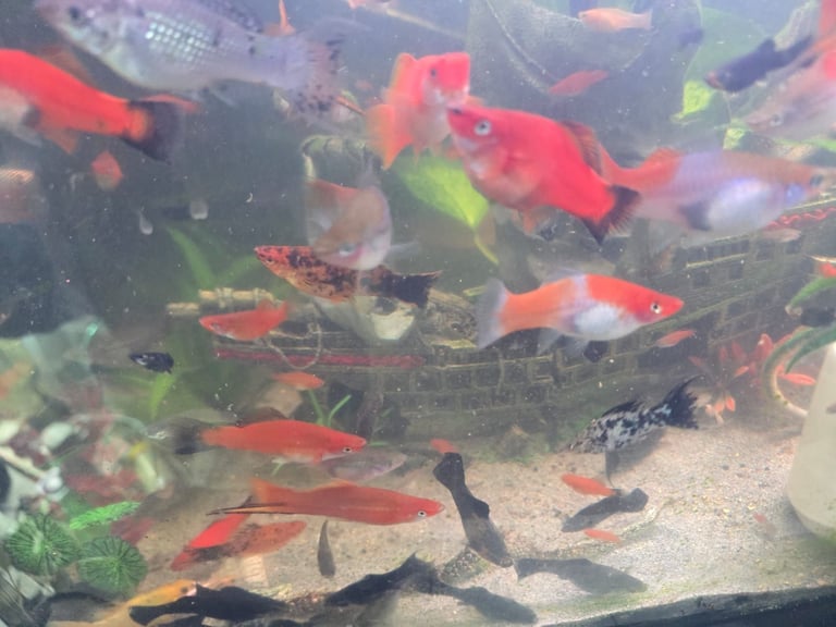  Tropical  healthy colourful fish Swordtail , Black molly , Silver marble molly and Gold Fish