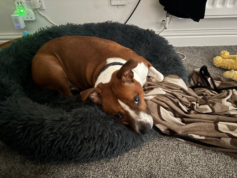 Beautiful Staffy cross