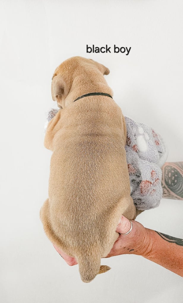 Last available boy Olde english bulldog for sale